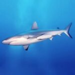 معلومات عن سمك القرش للاطفال
