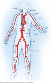 الدم وتحتوي تسمى اتجاه القلب الأوعية تضمن في صمامات تحرك القلب الدم تعيد الدموية على بالأوردة التي إلى يتكون من