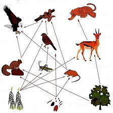 السلسلة الغذائية هي انتقال الطاقة في مسار واحد من مخلوق حي إلى مخلوق حي آخر صواب خطأ