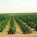 ما سبب اختلاف النباتات الطبيعيه بين المناطق السعودية