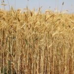 كم تكلفة زراعة القمح في السعودية