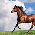 تفسير حلم الحصان البني في المنام لابن سيرين
